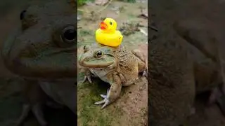 Funny big frog DUCK | catch frogs make you laugh | Toy Duck funny | Videos Funny