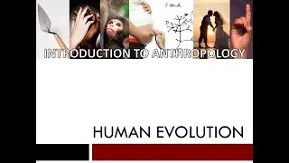 Anth 101 Ardipithecus & Australopithecus W22
