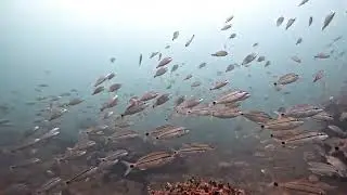 November 2025 Gulf Diving. First open water wetsuit dives. #scubacats #gulfdive #scubadiving #scuba