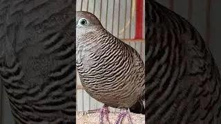 Local turtle doves have a crystal clear topcer sound for bait that responds immediately #shorts