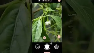 How To Shoot Colorful Photo By LMC With Config File #shorts