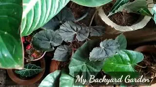 💚🌿My Foliage Garden🌿💚