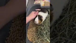 meet my nine Guinea pigs! #guineapig #guineapigcare #guineadad #pet #cute #cavy