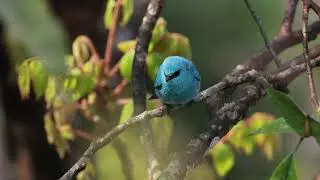 Verditer Flycatcher (Eumyias thalassinus) #flycatchers #birds #darjeeling #wildlife #4k #birdsvideo