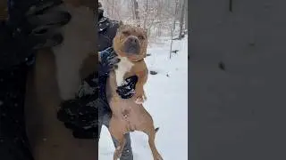 My big boy 🐾🐂❄️ #subscribe #amercianbully #americanbullyforsale #pocketbully #pocketsizebully