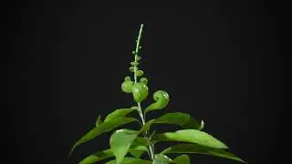 Plant Growth with Leaves Unrolling - Blender Geometry Nodes 5.0+