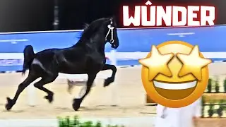 The Last Chapter.. W&ucirc;nder at the Stallion Inspection. Amazing Performance! Choices | Friesian Horses