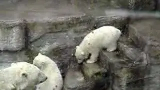 Imperial Zoo. Wien. Белые Медвежата