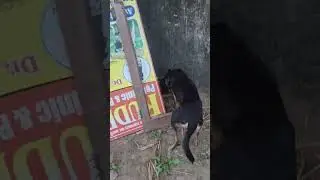 Kaali Indian street dog are very  intelligent discipline and aware. #viral #animals #dog #shorts 