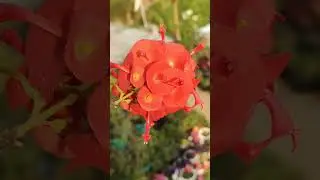 Did you know about this plant? The Cup-and-Saucer plant &mdash; a stunning climber&hearts;️