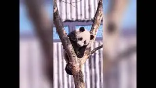 熊貓🐼攀爬樹枝間，嬉戲耍鬧玩得盡興！