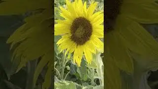 Sunflower Field Update 06/23/2025