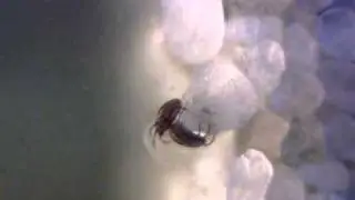 ULF -  Wasser-Hornmilbe (Hydrozetes lacustris)