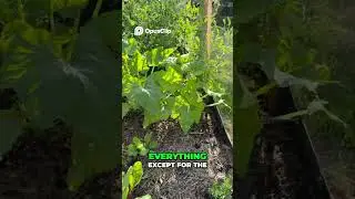 Extreme HEAT! Drew&rsquo;s Veggie garden is wilting FAST 🥵