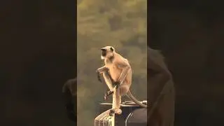Langur #graylangur #hanumanlangur #monkey #indianmonkey #naturelovers