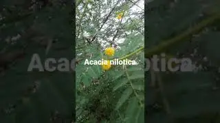 Acacia nilotica