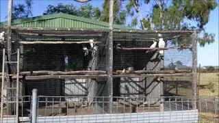 The Princess Diaries - DJ adapts to aviary life