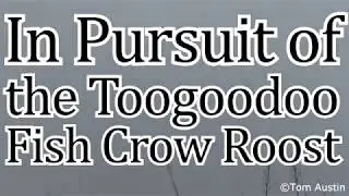 In pursuit of the Toogoodoo Fish Crow Roost
