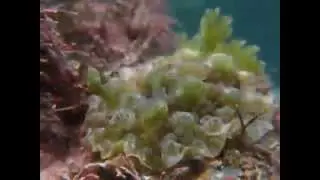 Dendrodoris tuberculosa