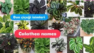 DUA ÇİÇEĞİ İSİMLERİ🪴 CALATHEA ÇEŞİTLERİ 