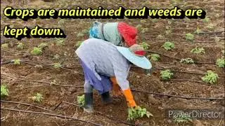 Market gardening in Mauritius.