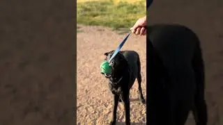 Why Enrichment Matters More Than Just Play for Dogs