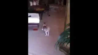 Oscar with a fake limp