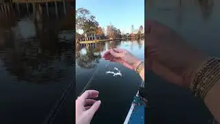 The Alabama Rig is a perfect example of showing how most fish won&rsquo;t be phased by speed clips!