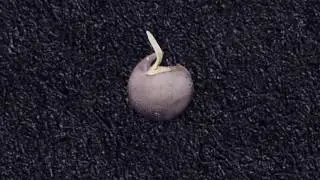 TruRoots Video