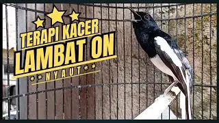Suara Burung Kacer Bikin Lawan Emosi Gacor, Pancingan Kacer Agar Cepat Emosi Gacor
