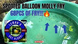 68PCS OF SPOTTED BALLOON MOLLY FRY!!! INSANE!