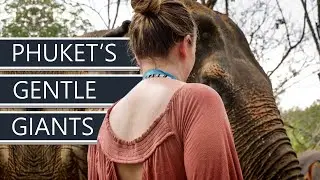 Elephant Jungle Sanctuary Phuket | Phuket's Ethical Elephant Tour