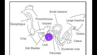 digestive system of chicken