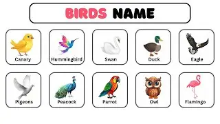Learning Bird Names for Kids  Parrot, Sparrow, Peacock & More  Educational Cartoons