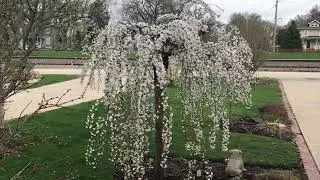 Snow fountain weeping cherry