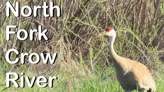 North Fork Crow River Paddle (RM 45 to 35)