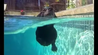 Dachshund Swimming - Short legs!