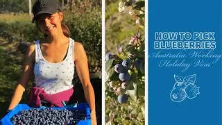 BLUEBERRY PICKING | A day in the life