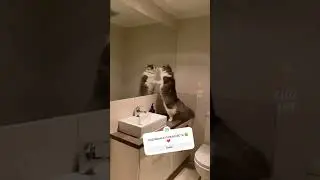 залетит🤪? #актив #memes #мем #mem #lux #video #tiktok #sherts #видео