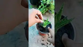 How to grow Tiger tooth aloe in water #aloevera #garden #growingtips #grow #gardening #indoorplants
