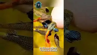 This Fish Gives Birth Like Humans?! 😱 Guppy Fish Mystery 🐟 | Wild Mystery