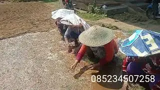 RUMPUT JEPANG DAN CARA TANAM