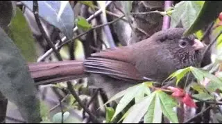 Brown Parrotbill | Brown Suthora | Dark Stripe Runs Above The Eyes And Along The Sides Of The Crown