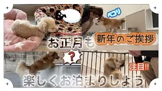 【2026年　1月1日〜1月4日】いよいよスタートです♪一緒に年越しのワンコ達全員集合です‼︎    【vol 1】