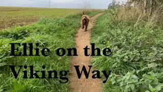 Peaceful Lincolnshire Countryside Walk | Exploring the Viking Way & Reservoir with Our Cavapoo