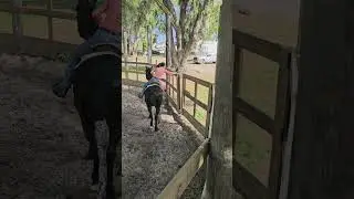 New skill UNLOCKED 🔓 #apbeauregard #stallion #wowhorse #horsetraining #horsemaster #cowgirl
