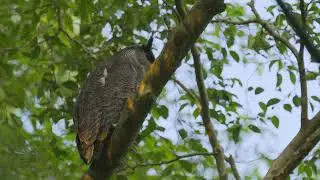 Barred Eagle Owl, Jalan Asas 6th Jul 2025   4K