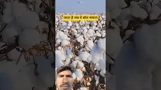 How Cotton Turns Into Clothes! #shorts#plants #farming #farming #facts