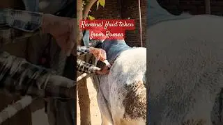 Ruminal fluid taken from rumen#veterinary#cow