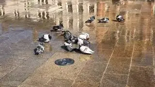 We Love Peterborough - Bathing Pigeons